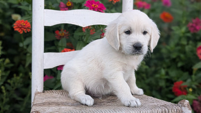 ENGLISH CREAM RETRIEVER (AUG 19) 3 MALES/4 FEMALES