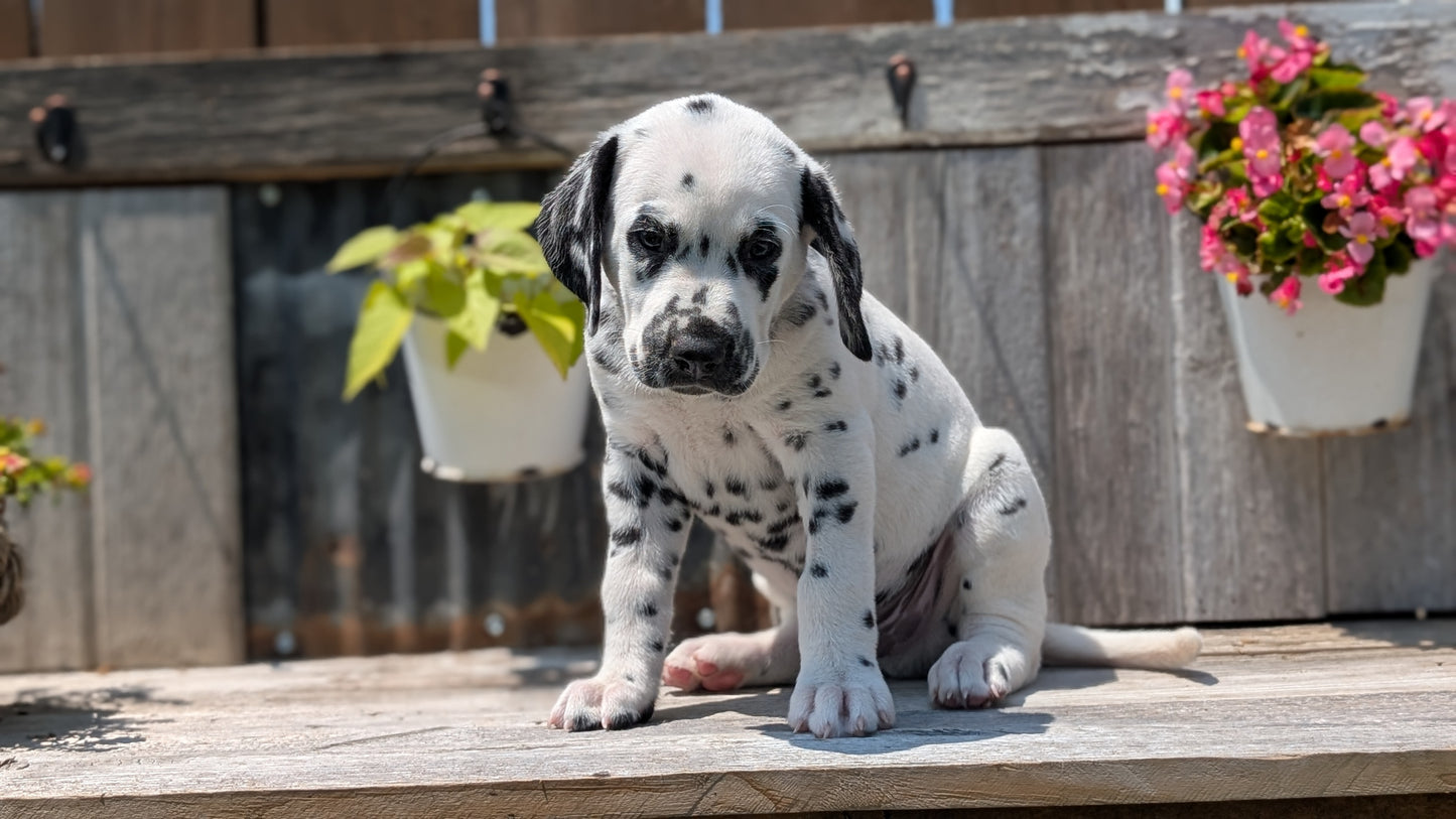 DALMATIAN (06/09) MALE