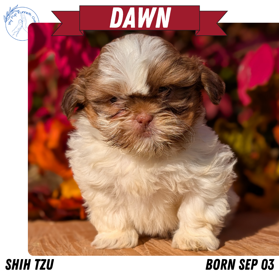 SHIH TZU (09/03) FEMALE