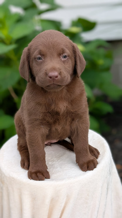 LABRADOR RETRIEVER (05/21) FEMALE