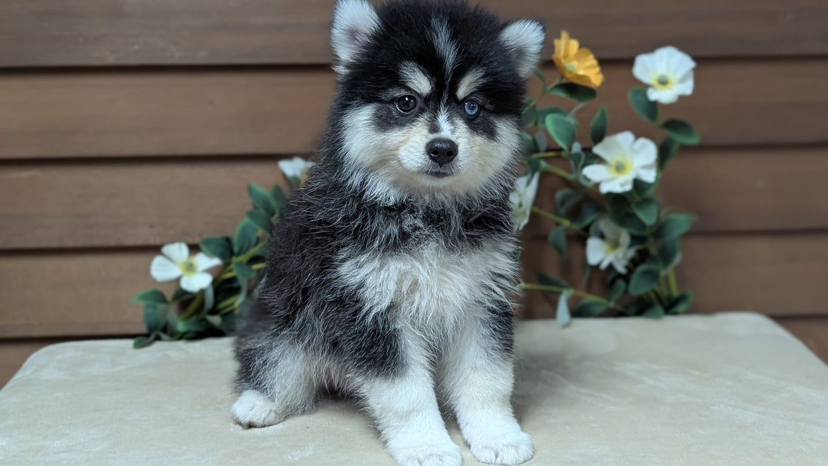 POMSKY (JUL 03) 1 MALE/3 FEMALES