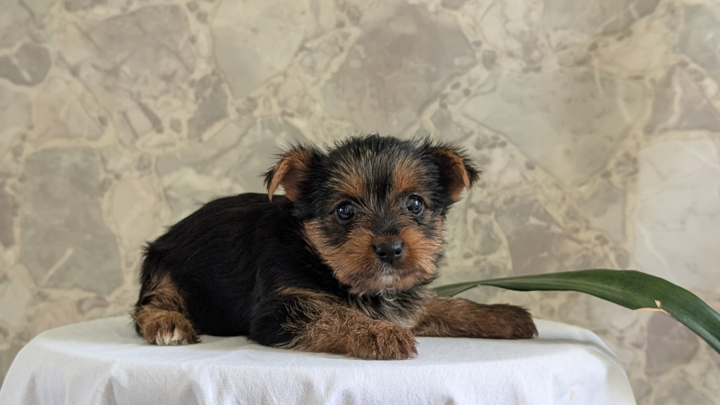 YORKSHIRE TERRIER (APR 26) FEMALES