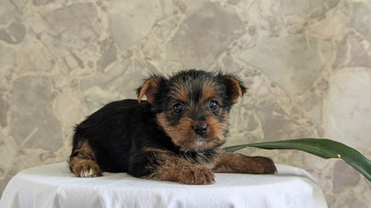 YORKSHIRE TERRIER (APR 26) FEMALES