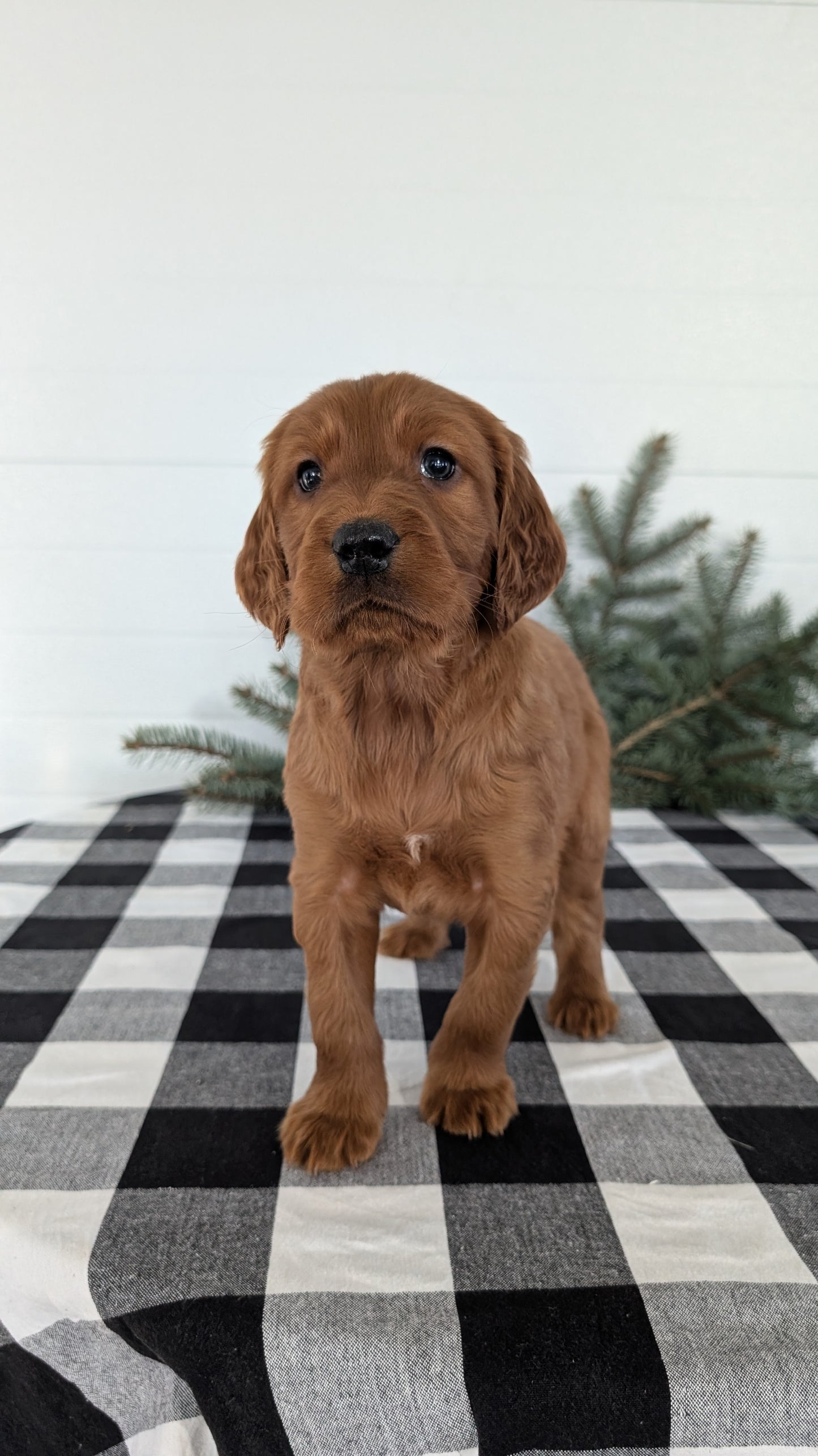 IRISH SETTER (NOV 02) MALES