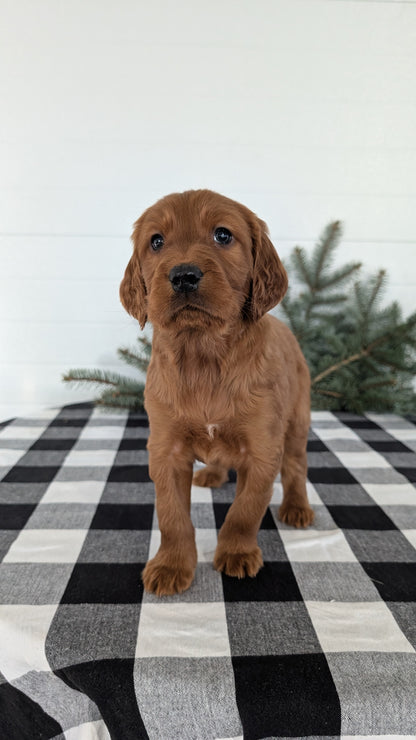 IRISH SETTER (NOV 02) MALES