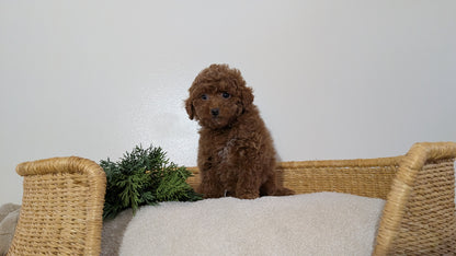 MINI POODLE (NOV 14) MALES