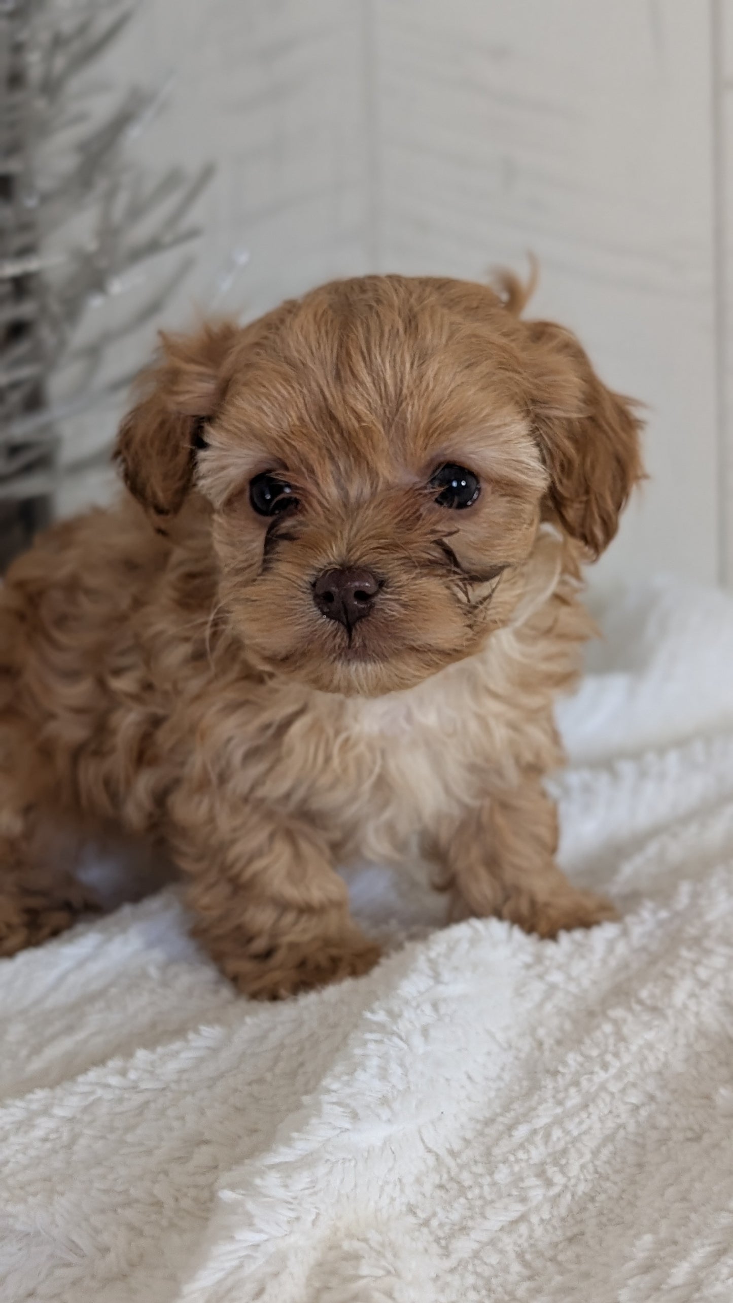 CAVAPOO (NOV 08) MALES