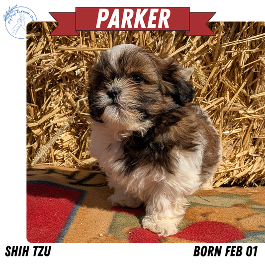 SHIH TZU (02/01) MALE
