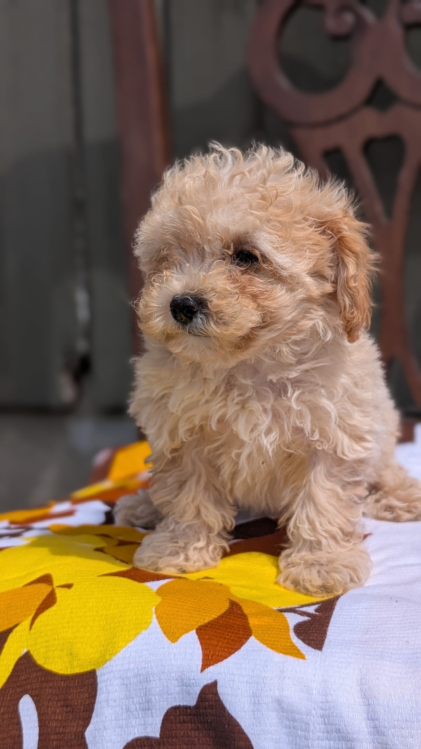 MINI POODLE (JUN 21) 4 MALES