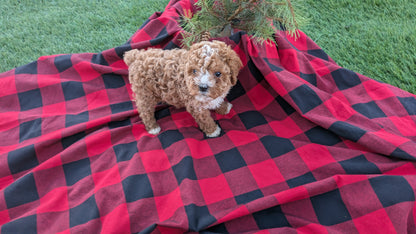 CAVAPOO (10/03) MALE