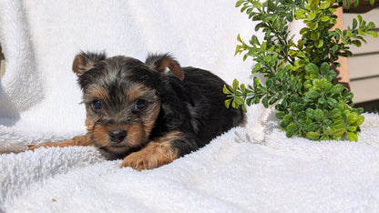 YORKSHIRE TERRIER (02/28) FEMALE