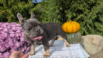 FRENCH BULLDOG (07/03) FEMALE