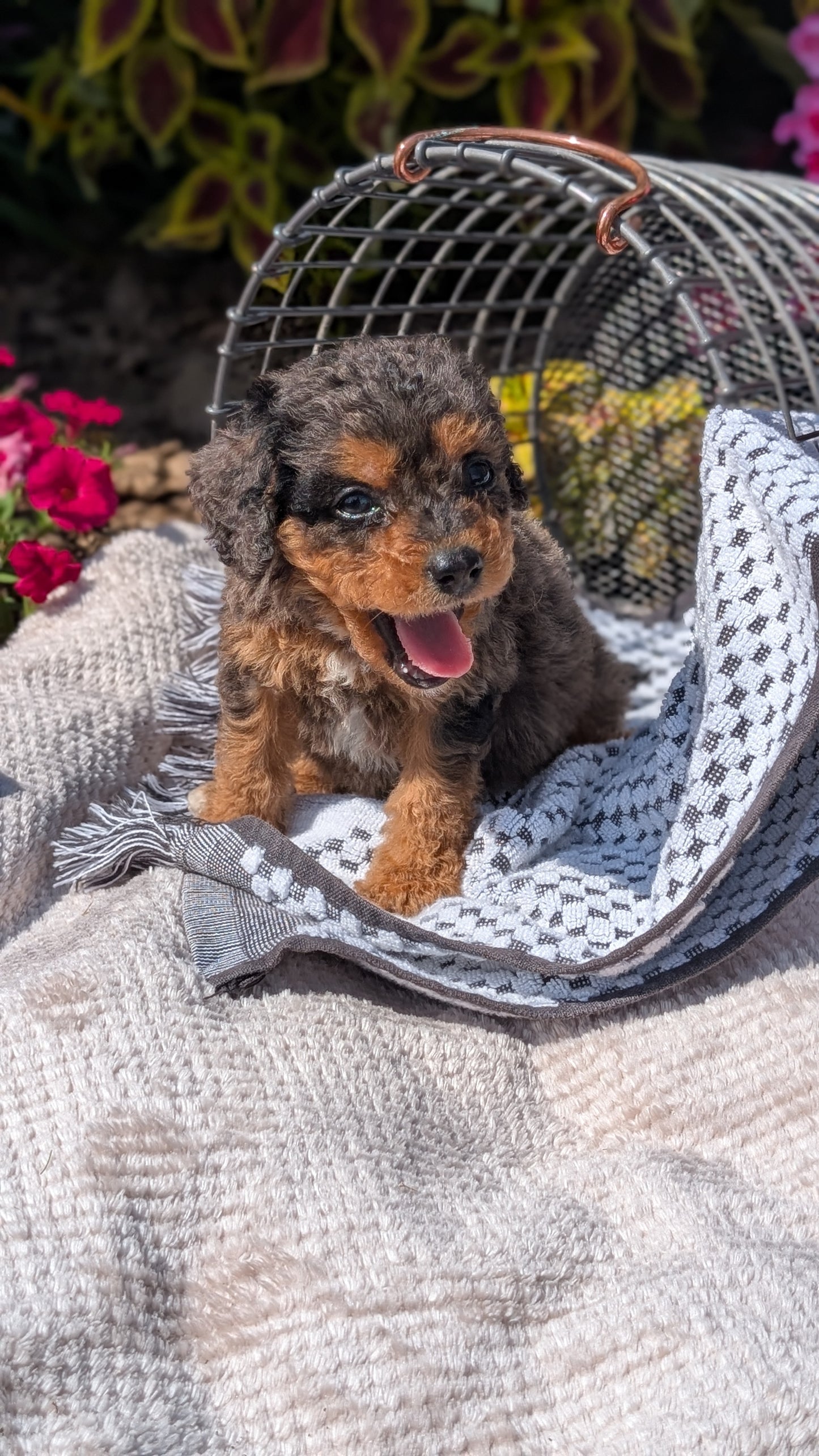 CAVAPOO (06/28) MALE