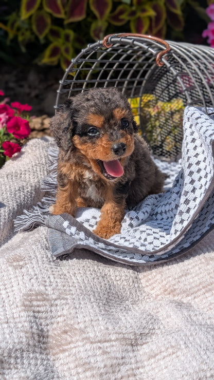 CAVAPOO (06/28) MALE