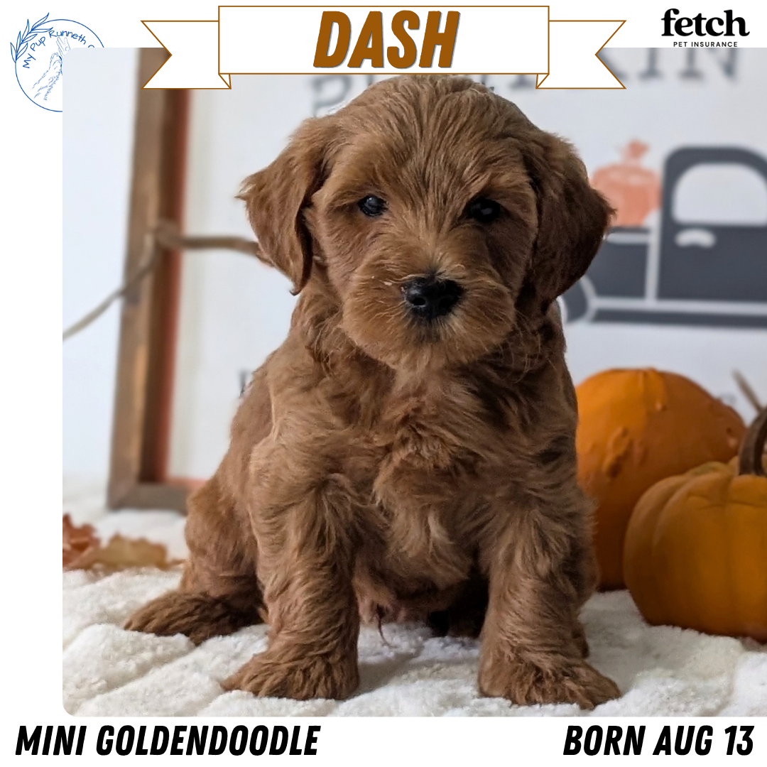 MINI GOLDENDOODLE (AUG 13) 6 MALES/3 FEMALES