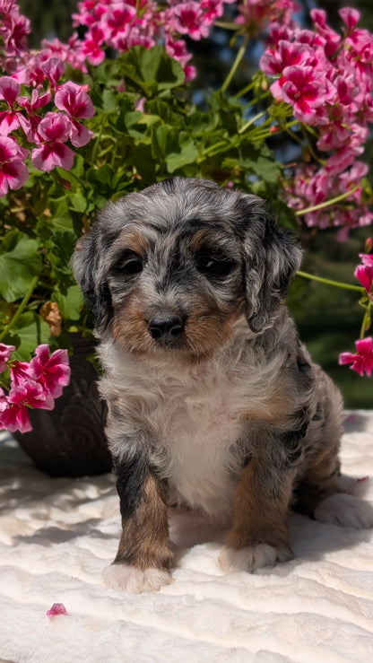 MINI BERNEDOODLE (06/11) FEMALE