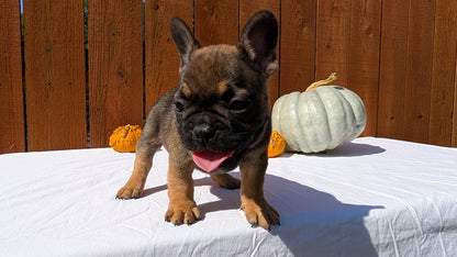 FRENCH BULLDOG (08/12) MALE