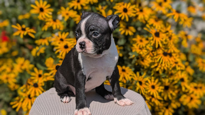 BOSTON TERRIER (JUL 11) 4 FEMALES/4 MALES