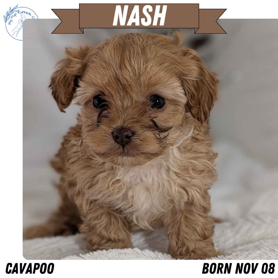 CAVAPOO (NOV 08) MALES