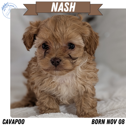 CAVAPOO (NOV 08) MALES