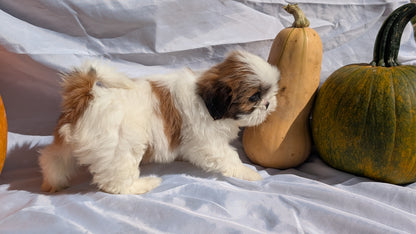SHIH TZU (07/18) FEMALE
