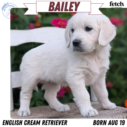 ENGLISH CREAM RETRIEVER (AUG 19) 3 MALES/4 FEMALES