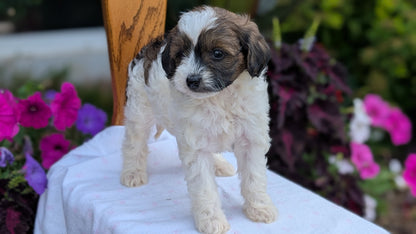 MALTIPOO (JUN 11) FEMALE