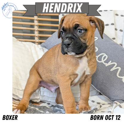 BOXER (OCT 12) MALES