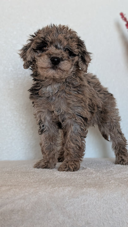 MINI BERNEDOODLE (OCT 15) FEMALES