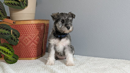 MINI SCHNAUZER (01/08) FEMALE