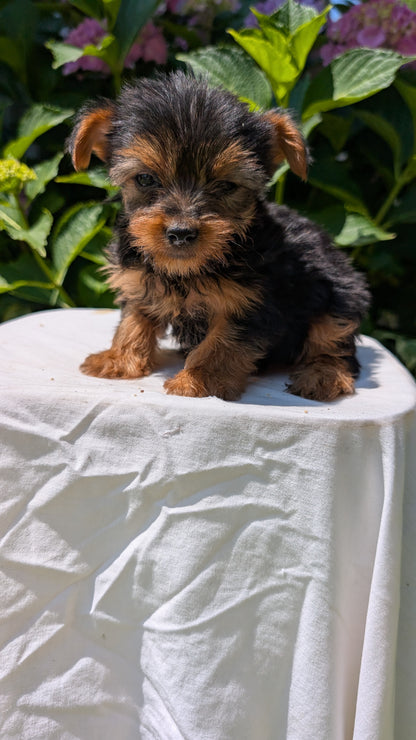 YORKSHIRE TERRIER (05/23) FEMALE