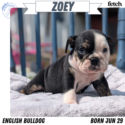 ENGLISH BULLDOG (JUN 29) 1 FEMALE/1 MALE