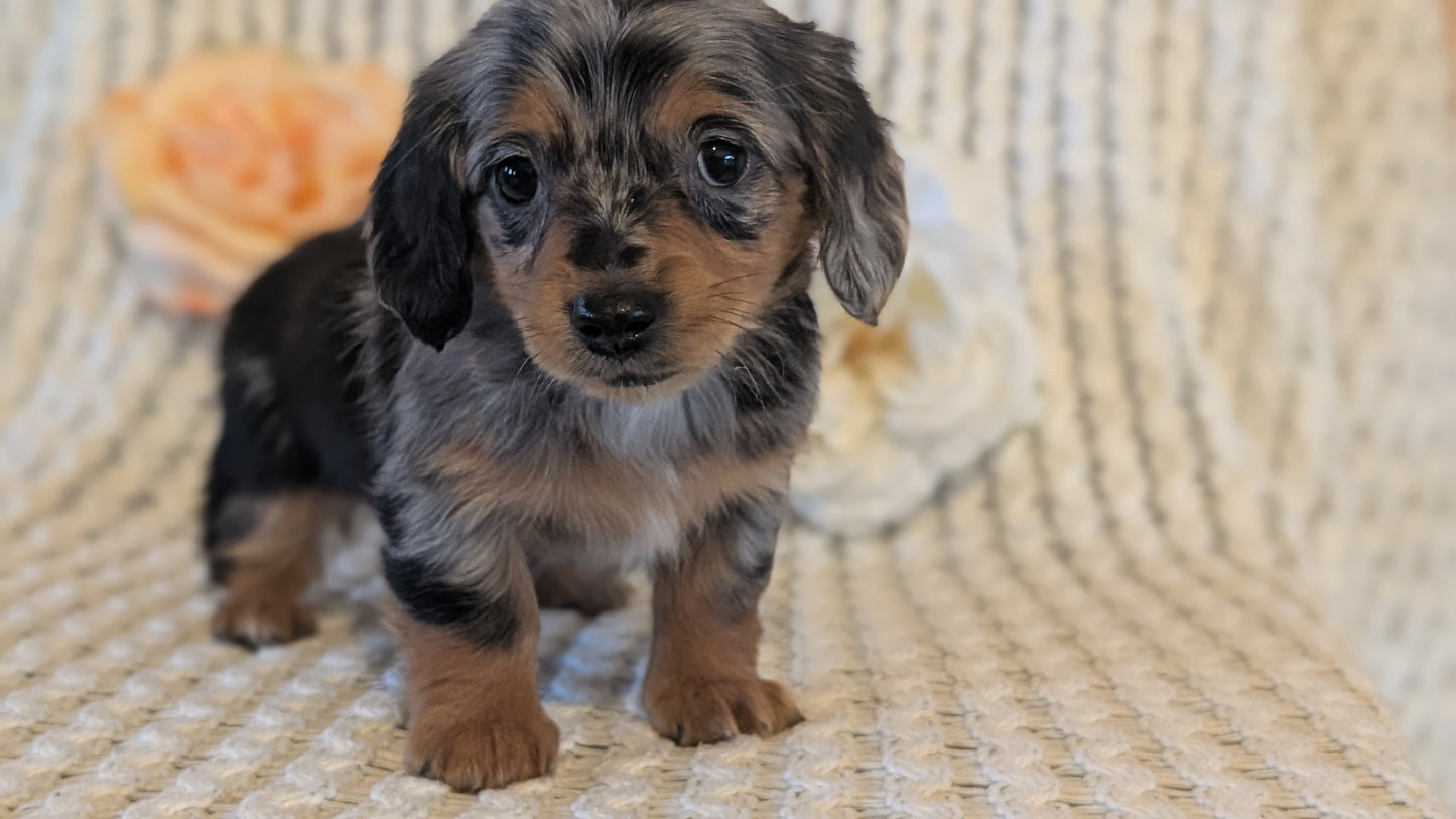 MINI DACHSHUND (JAN 01) FEMALES