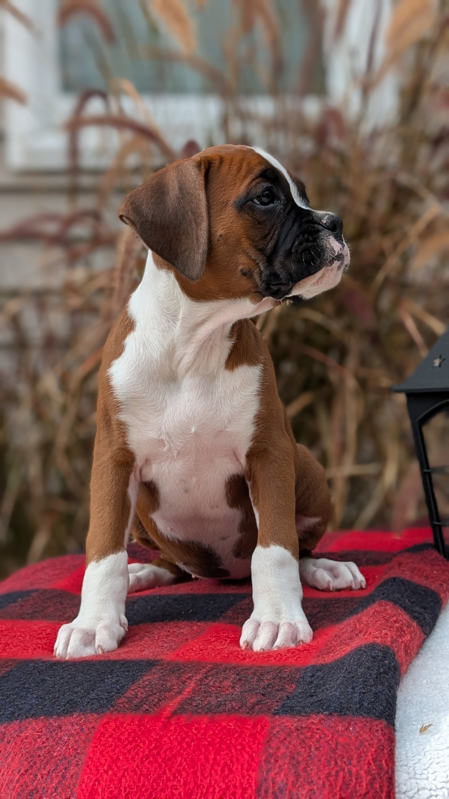 BOXER (08/20) FEMALE