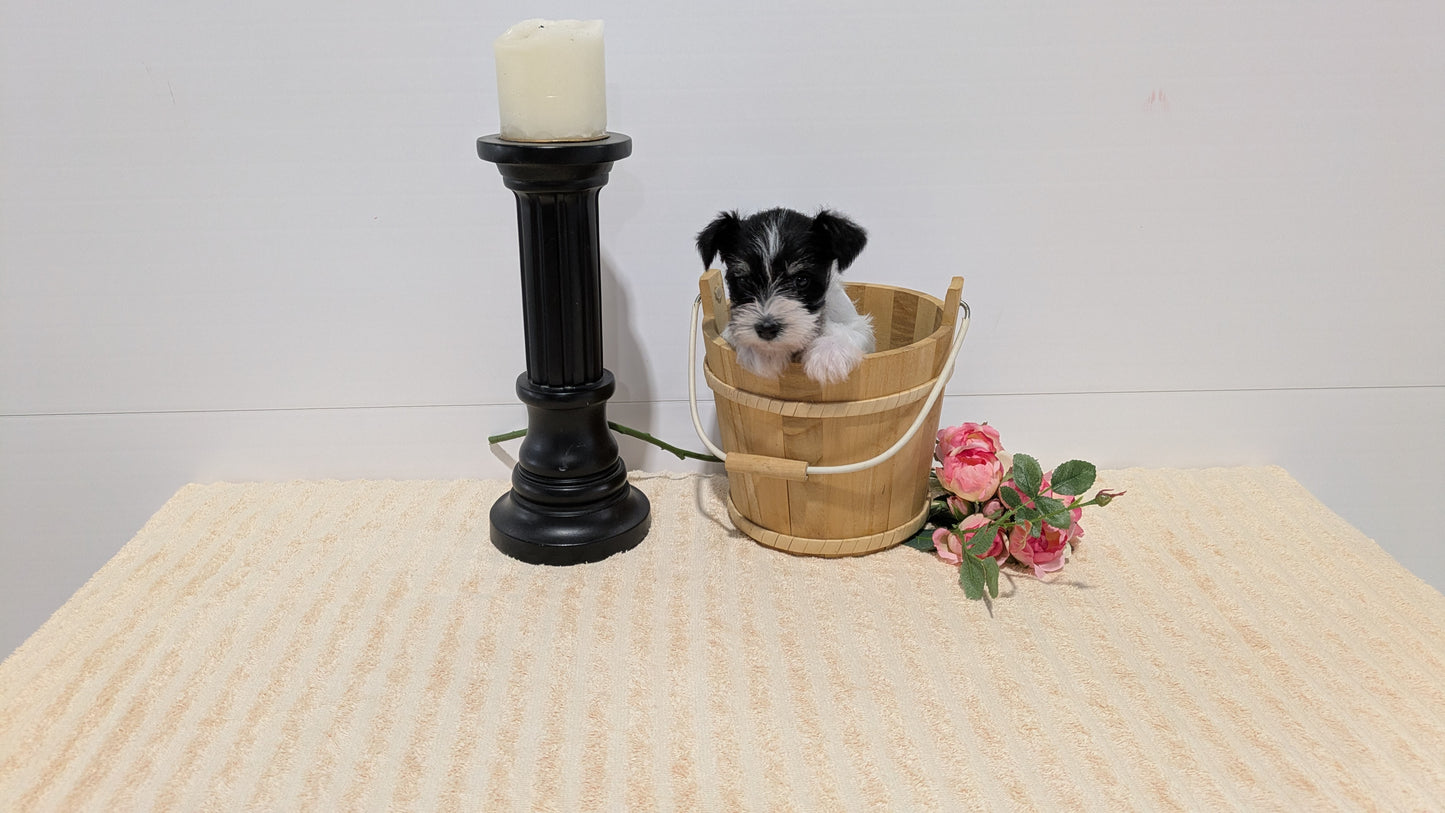 MINI SCHNAUZER (02/18) FEMALE
