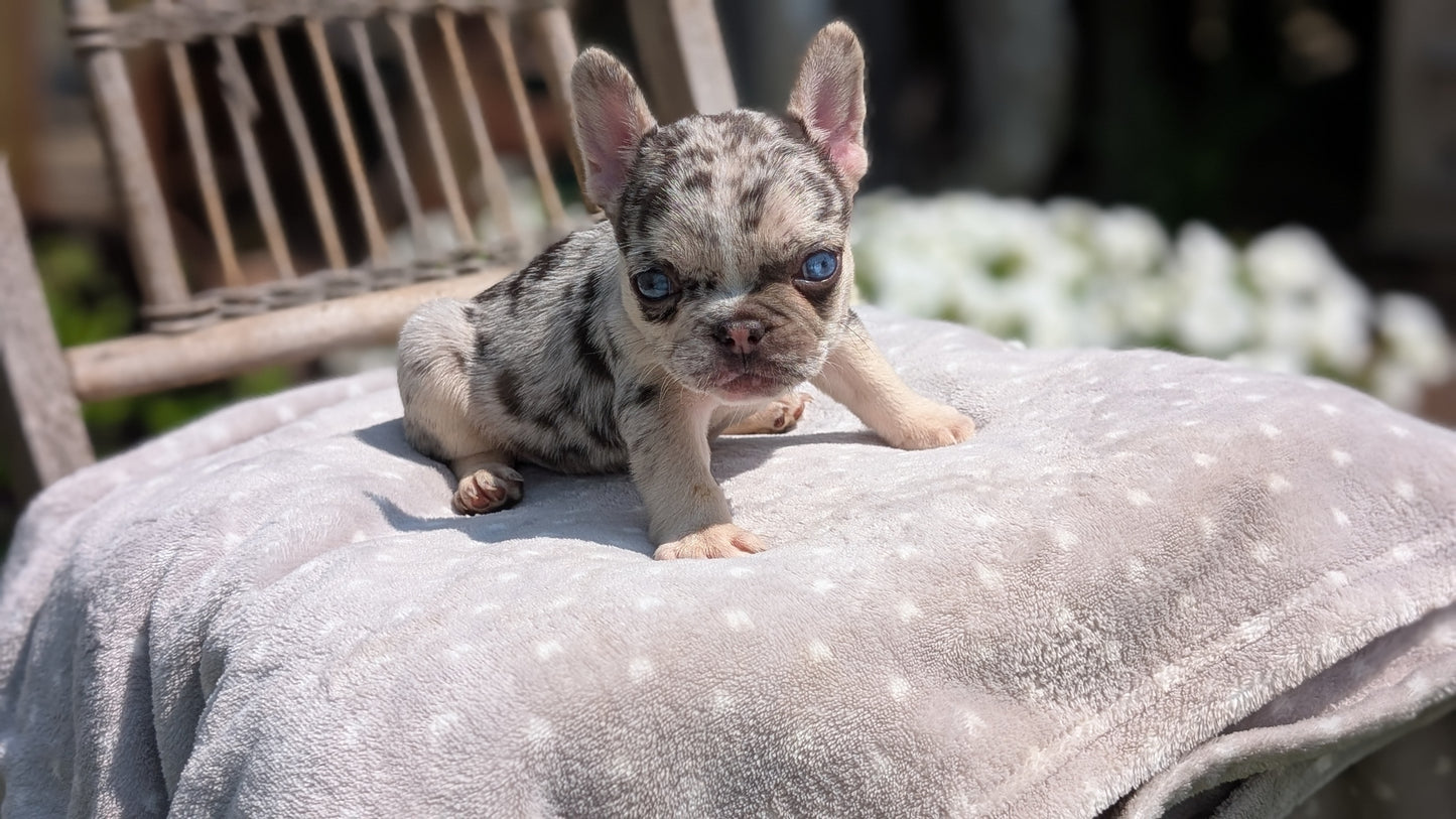 FRENCH BULLDOG (05/16) FEMALE