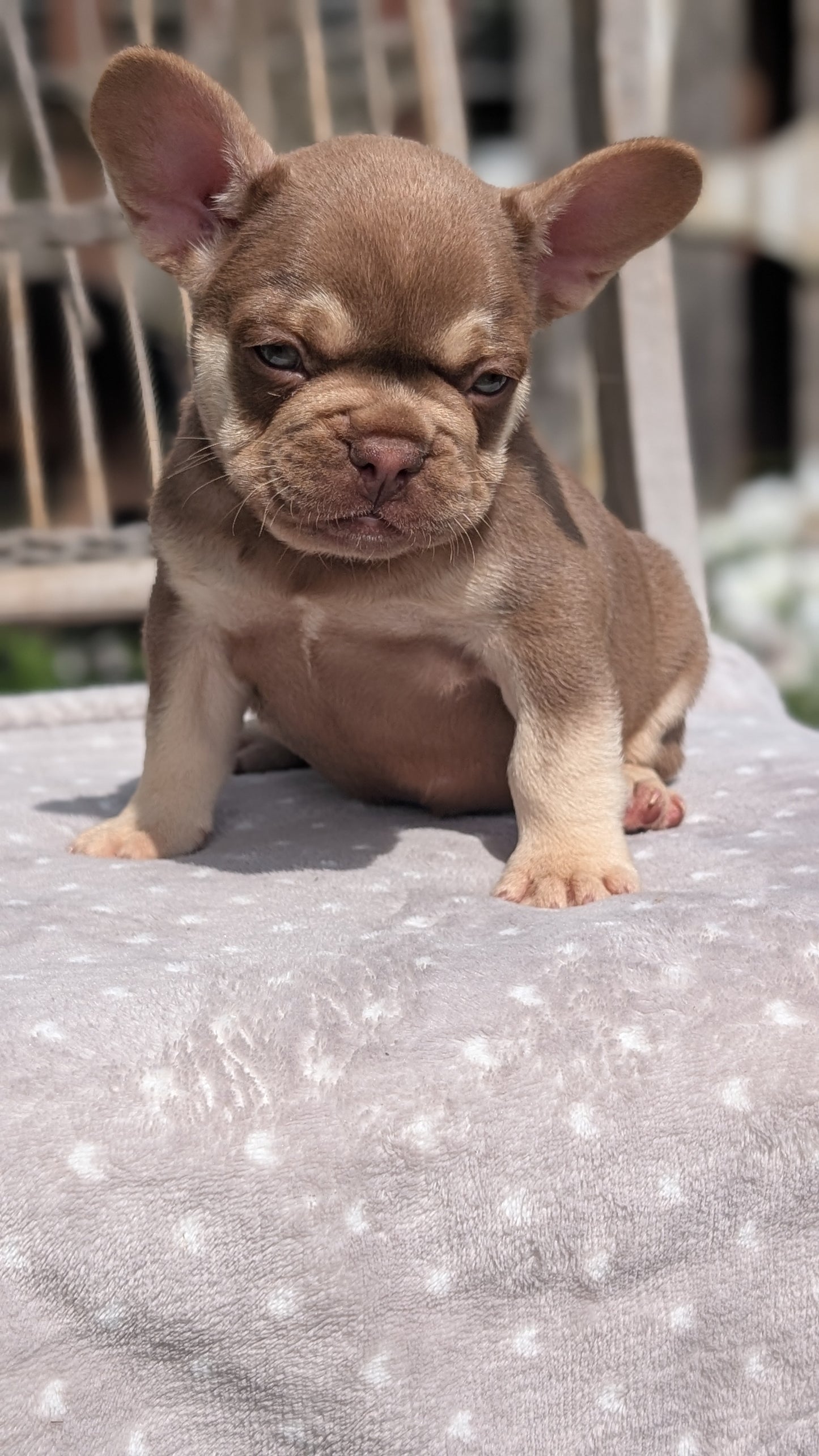 FRENCH BULLDOG (07/11) MALE