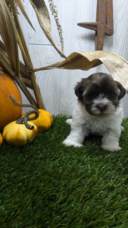 HAVANESE (08/23) FEMALE