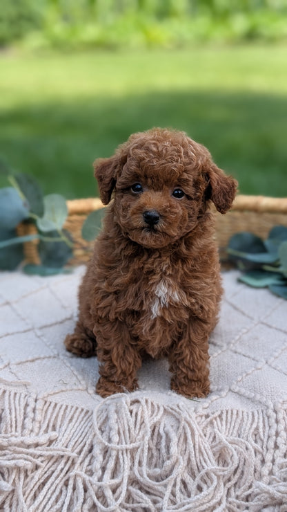 MINI POODLE (MAY 20) MALES