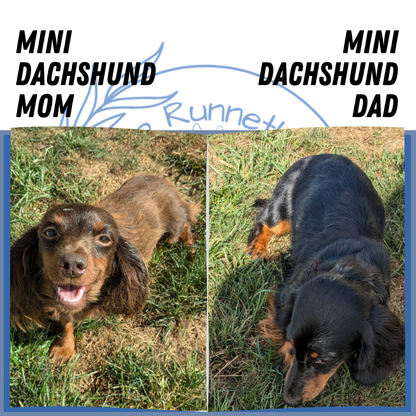 MINI DACHSHUND (02/21) FEMALE