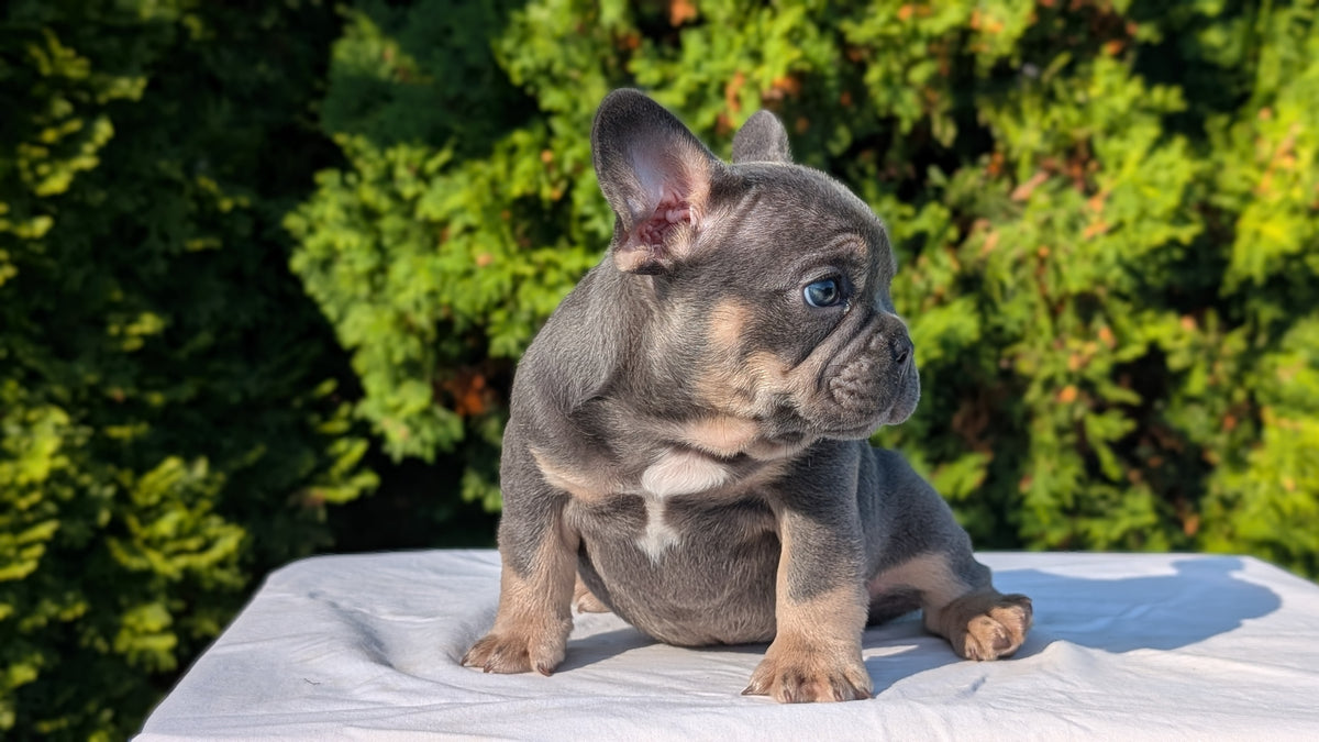 FRENCH BULLDOG (AUG 22) 3 MALES/1 FEMALE