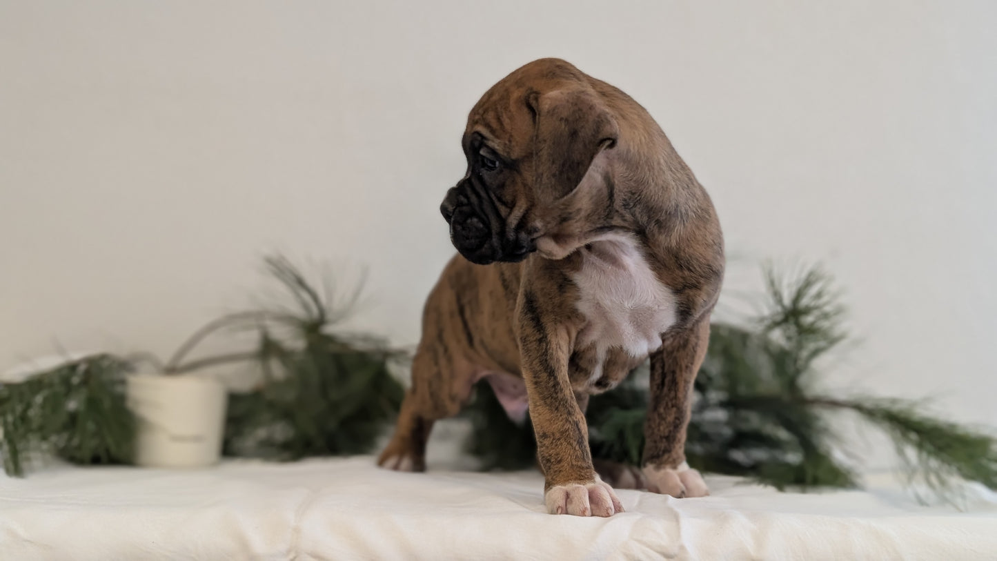 BOXER (DEC 04) MALES
