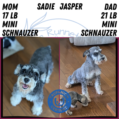 MINI SCHNAUZER (JAN 20) MALES