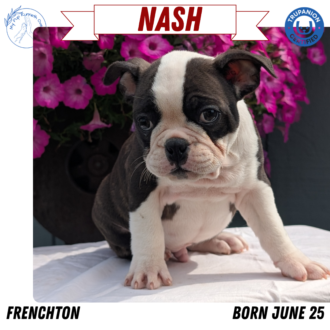 FRENCHTON (06/25) MALE