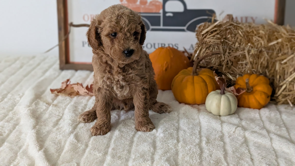 MINI GOLDENDOODLE (AUG 13) 6 MALES/3 FEMALES