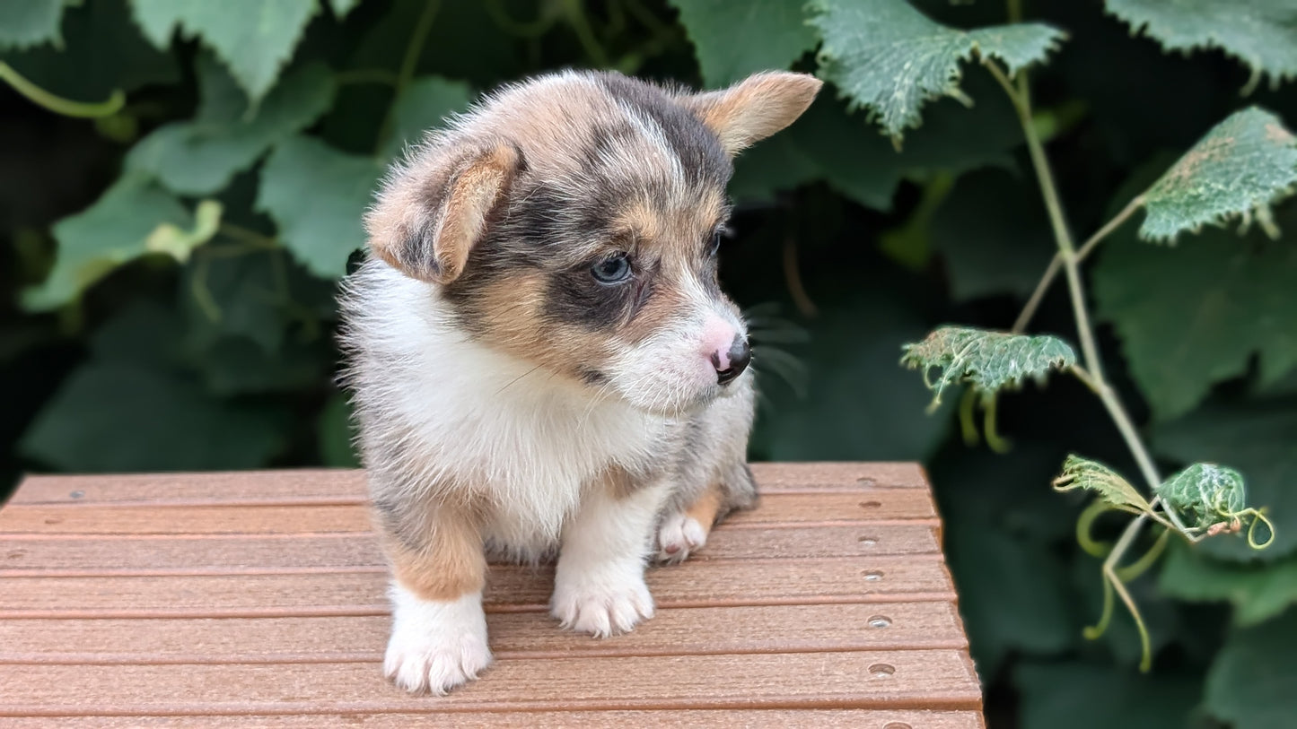 CORGI (JUN 22) MALES