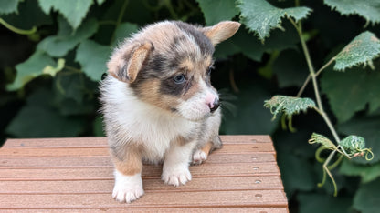 CORGI (JUN 22) MALES