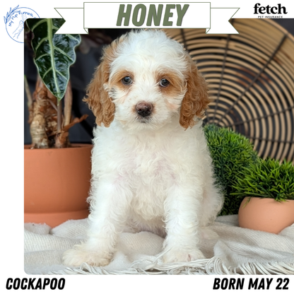 COCKAPOO (MAY 22) FEMALES