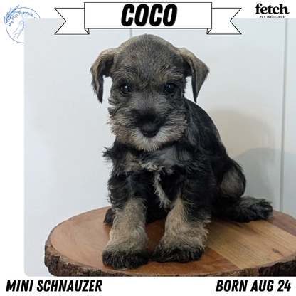 MINI SCHNAUZER (AUG 24) 8 FEMALES