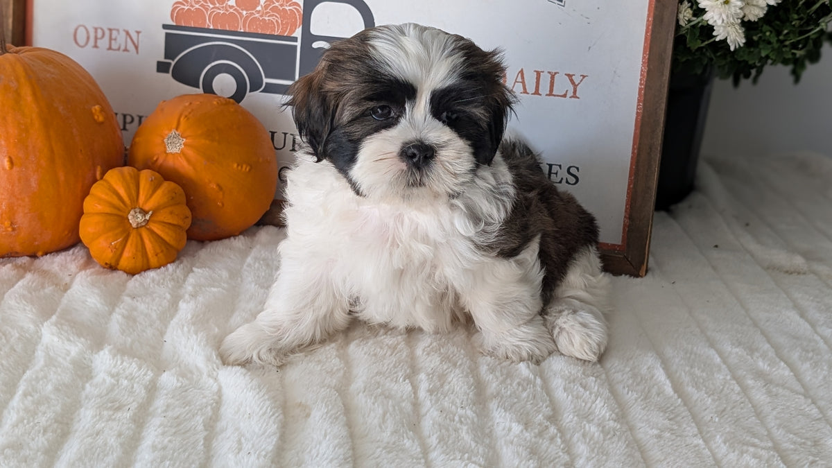 SHIH TZU (AUG 17) 2 FEMALES/3 MALES